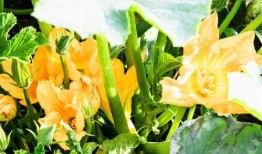 愛(ài)娛樂(lè)的吃瓜花,揭秘娛樂(lè)圈幕后故事