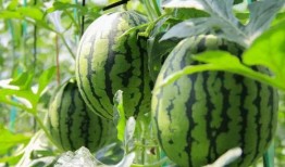 哪個(gè)平臺(tái)能免費(fèi)吃瓜,暢享娛樂(lè)盛宴的秘密通道