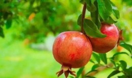 娛樂吃瓜醬買石榴,石榴盛宴，甜蜜來襲！