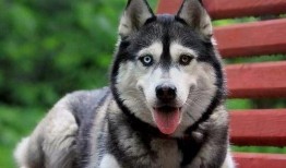 王者爆料哈士奇視頻下載,獨家視頻下載解析