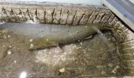 鱷雀鱔最新爆料新聞報(bào)道,最新爆料揭示潛在生態(tài)危機(jī)