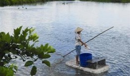 南美白對(duì)蝦事件爆料最新,真相揭露與行業(yè)反思