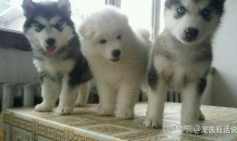 阿拉斯加雪橇爆料視頻,獨家爆料視頻帶你領(lǐng)略極限運動風(fēng)采