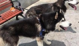 王者爆料哈士奇視頻下載,獨家視頻下載解析