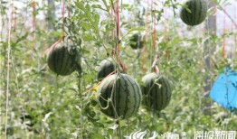 網(wǎng)紅吃瓜種草視頻,揭秘?zé)衢T(mén)美食背后的秘密