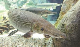 鱷雀鱔最新爆料新聞報(bào)道,最新爆料揭示潛在生態(tài)危機(jī)