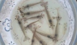 南美白對(duì)蝦事件爆料最新,真相揭露與行業(yè)反思