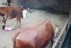 永康爆料牛姑娘被打視頻,真相與反思