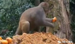 猴子的最新爆料視頻大全,最新爆料視頻大全揭秘幕后真相