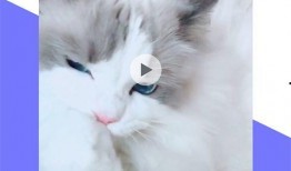 華為爆料辛巴視頻大全下載