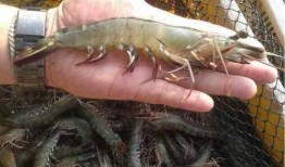 南美白對(duì)蝦事件爆料最新,真相揭露與行業(yè)反思