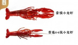 爆料戶外小龍蝦視頻播放,視頻曝光烹飪?nèi)^程，網(wǎng)友直呼過癮！