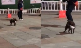 鄭州爆料視頻完整版,揭秘事件真相與背后故事