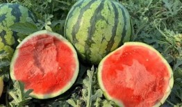 云南吃瓜最新事件爆料,揭秘背后驚人真相