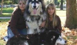 阿拉斯加雪橇爆料視頻,獨家爆料視頻帶你領(lǐng)略極限運動風(fēng)采