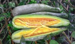 網(wǎng)紅吃瓜種草視頻,揭秘?zé)衢T(mén)美食背后的秘密