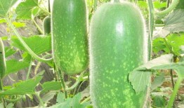 臺(tái)灣健身網(wǎng)紅吃瓜圖片,身材與美食的完美平衡