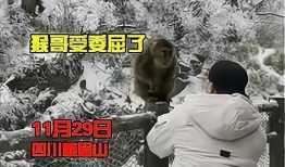 猴子的最新爆料視頻大全,最新爆料視頻大全揭秘幕后真相