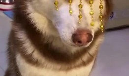 王者爆料哈士奇視頻下載,獨家視頻下載解析